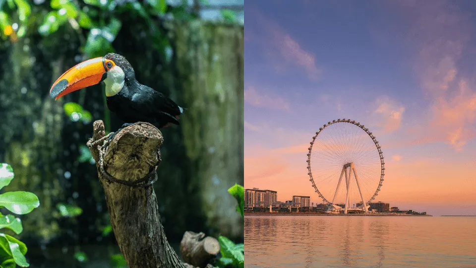 The Green Planet +  Ain Dubai – Combo - Image 1